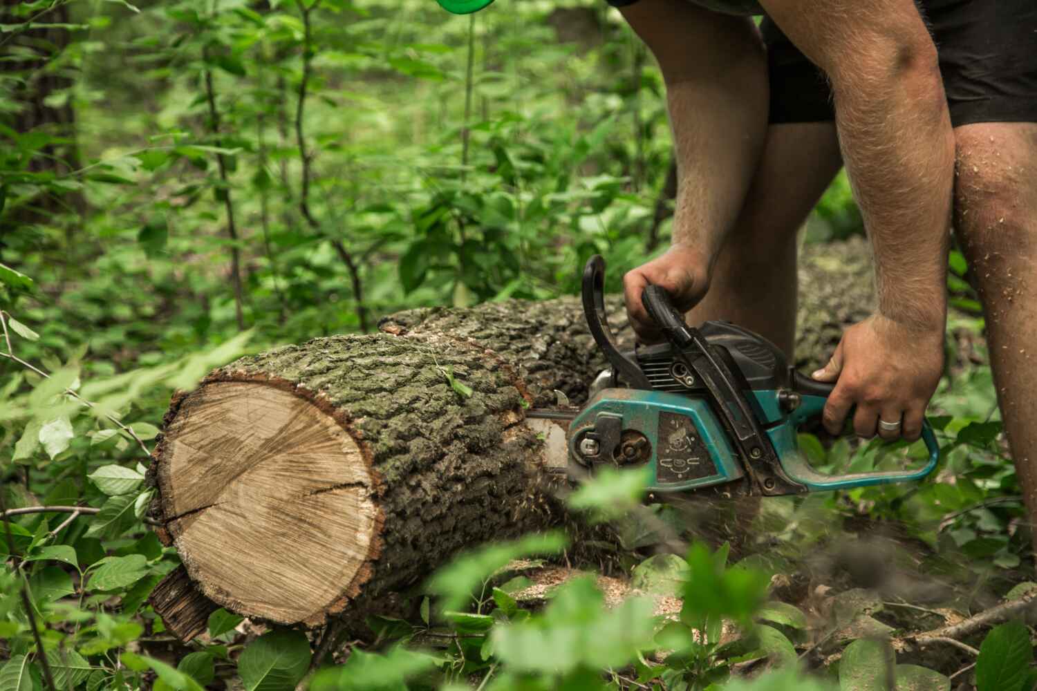 The Steps Involved in Our Tree Care Process in Fort Stockton, TX